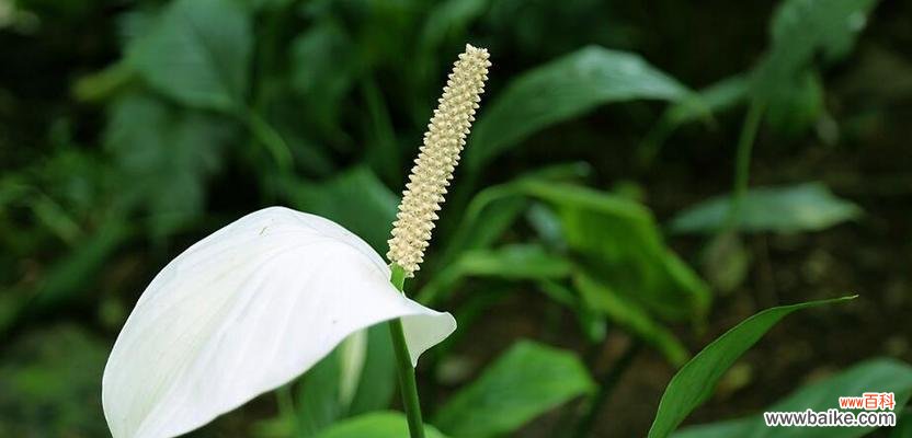 展现高贵与优雅的花朵 高贵之花——百合花的花语
