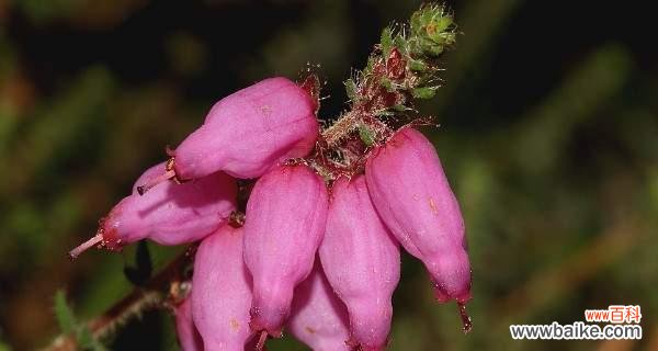 蓝色风铃草的孤独之美 寂寞花开,情系蓝色风铃草