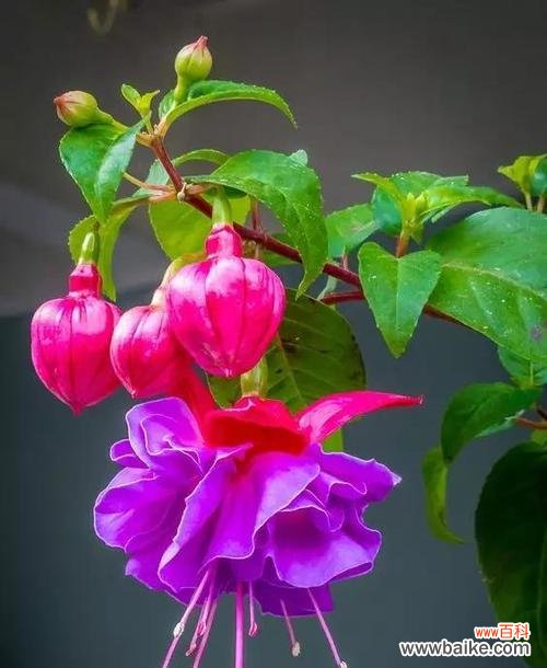 传递希望和勇气的康乃馨 用康乃馨鼓励人心的花语