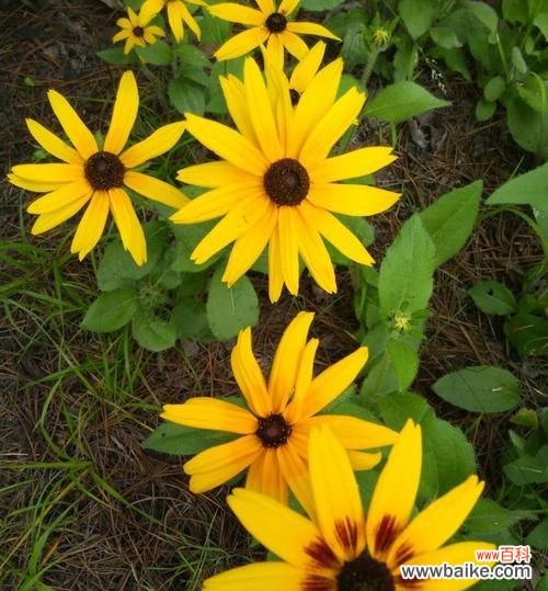 表达内心困惑与孤独的代表花朵 孤独迷茫的花语——郁金香