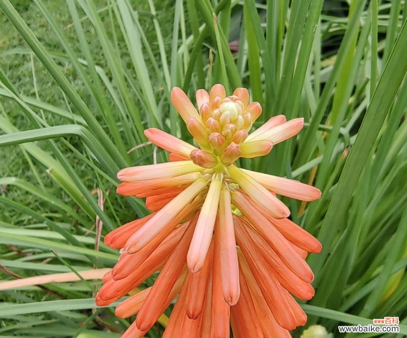 阳光 以向日葵的花语为主题的文章