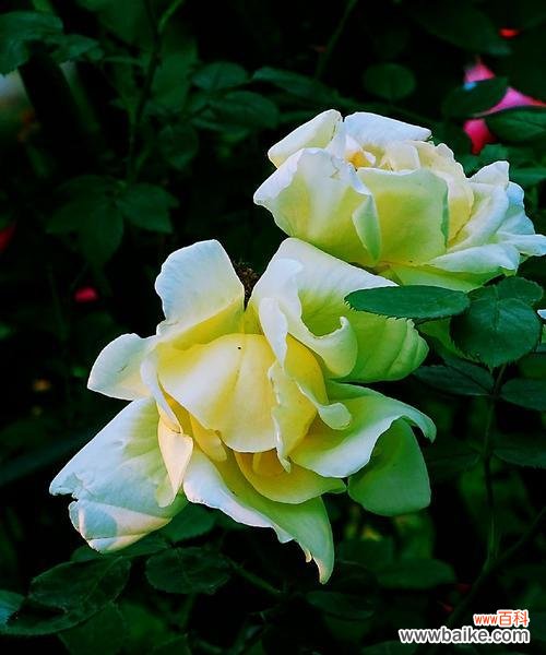 友谊之花——以向日葵的花语表达友谊