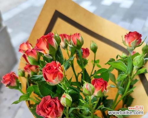 多头玫瑰传递爱与祝福 多头玫瑰的花语和寓意