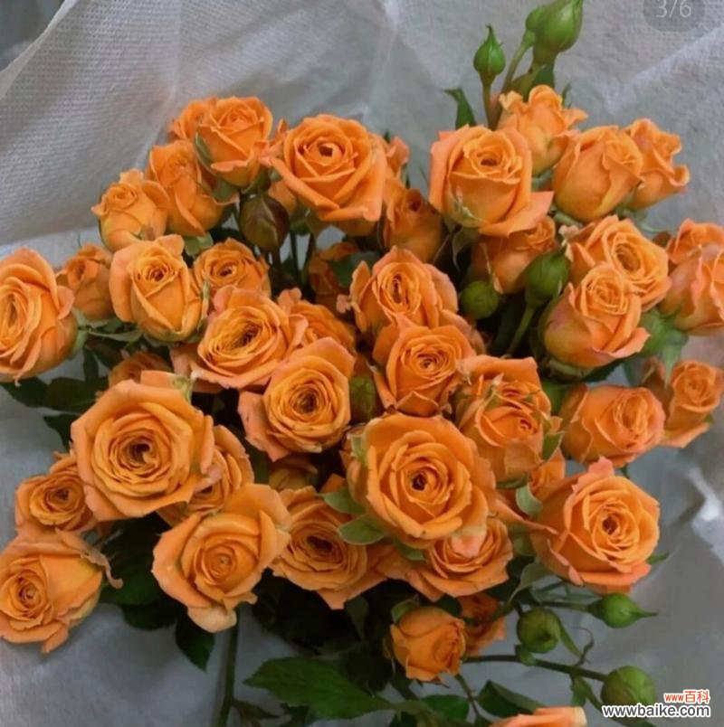 多头玫瑰传递爱与祝福 多头玫瑰的花语和寓意