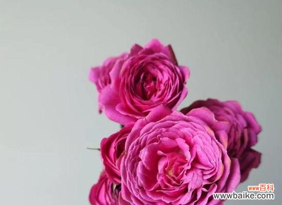 多头玫瑰传递爱与祝福 多头玫瑰的花语和寓意