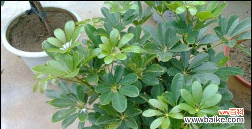 色彩绚丽 鹅掌开花的奇迹