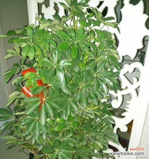 色彩绚丽 鹅掌开花的奇迹