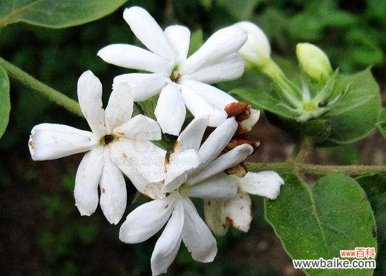 色彩绚丽 鹅掌开花的奇迹