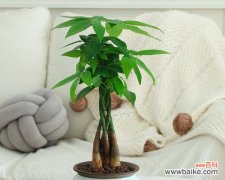 解读发财树的象征意义 发财树的寓意与象征风水