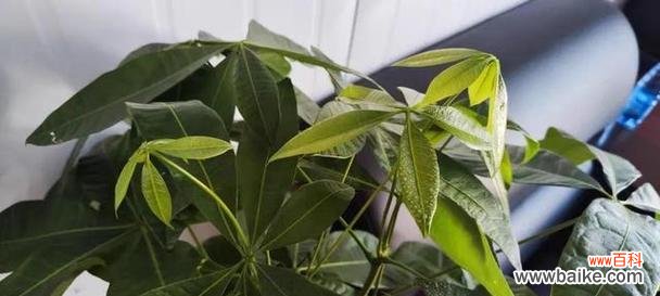 解读发财树的象征意义 发财树的寓意与象征风水