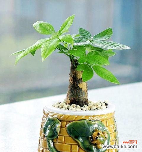 解读发财树的象征意义 发财树的寓意与象征风水