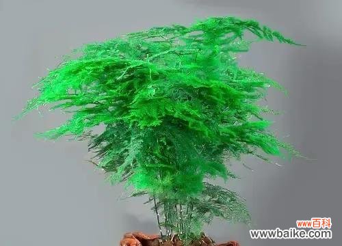 发财树花语的寓意和传承 发财树花语——财富与繁荣的象征