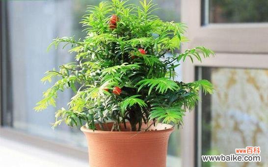 发财树花语的寓意和传承 发财树花语——财富与繁荣的象征