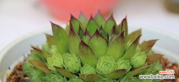 以多肉为礼物 多肉花语和寓意