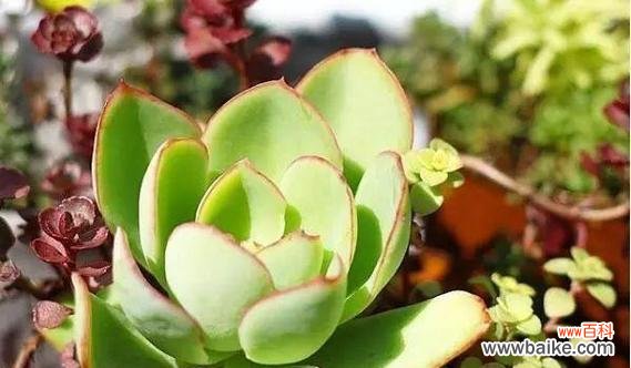 以多肉为礼物 多肉花语和寓意