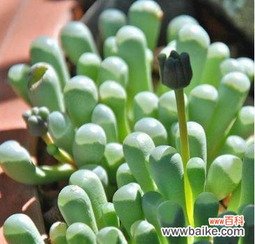 以多肉为礼物 多肉花语和寓意