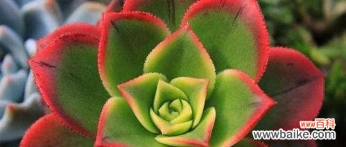 用多肉植物增添生活美好 多肉植物的寓意和象征风水