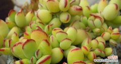 用多肉植物增添生活美好 多肉植物的寓意和象征风水