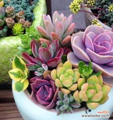 用多肉植物增添生活美好 多肉植物的寓意和象征风水