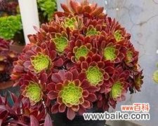 探寻多肉法师花语背后的深刻含义 以多肉法师花语象征与寓意