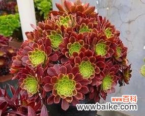 探寻多肉法师花语背后的深刻含义 以多肉法师花语象征与寓意