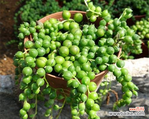 绿意盎然超凡脱俗 多肉佛珠的开花奇迹