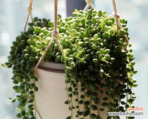 绿意盎然超凡脱俗 多肉佛珠的开花奇迹