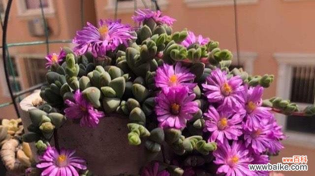 绿意盎然超凡脱俗 多肉佛珠的开花奇迹