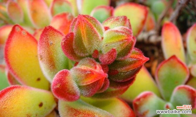 打造生机盎然的室内花园 以多肉开花的好处与风水寓意