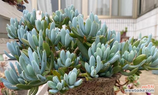 打造生机盎然的室内花园 以多肉开花的好处与风水寓意