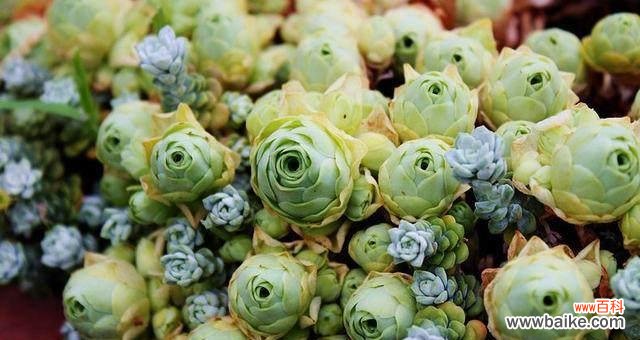 揭示多肉植物开花所传达的深层含义 多肉开花的寓意和预示意义