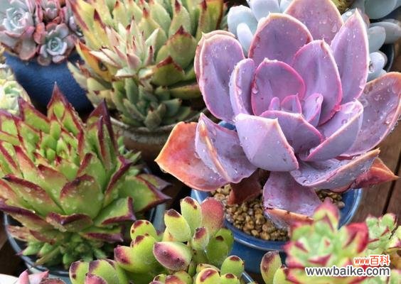 揭示多肉植物开花所传达的深层含义 多肉开花的寓意和预示意义