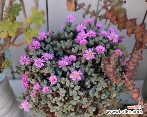 揭示多肉植物开花所传达的深层含义 多肉开花的寓意和预示意义