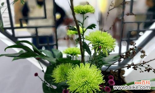 揭示多头菊的神秘语言 多头菊的花语与其美丽的含义