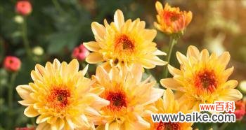 揭示多头菊的神秘语言 多头菊的花语与其美丽的含义