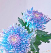 揭示多头菊的神秘语言 多头菊的花语与其美丽的含义