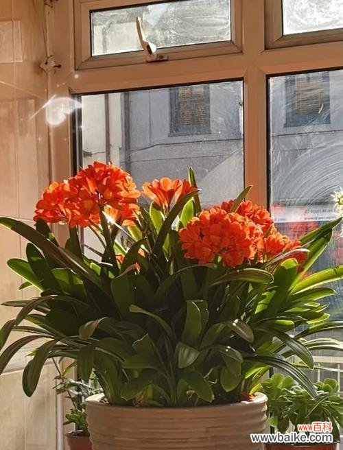 解读发财树开花的奥秘 发财树开花的预兆与寓意