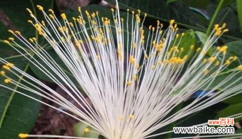 探寻发财树开花的吉祥寓意 发财树开花预示着什么