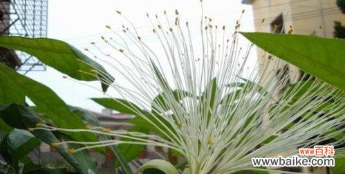 探秘发财树为何吉时吉地 发财树的开花时间和寓意解析