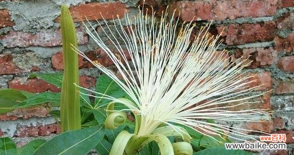 探秘发财树为何吉时吉地 发财树的开花时间和寓意解析