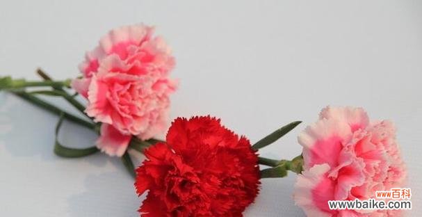 探寻粉康乃馨花的花语与象征 粉康乃馨花语传递的美好意义