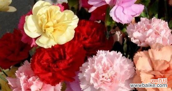 探寻粉康乃馨花的花语与象征 粉康乃馨花语传递的美好意义