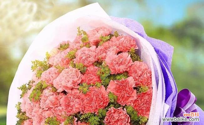 探寻粉康乃馨花的花语与象征 粉康乃馨花语传递的美好意义