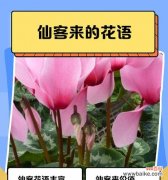 探寻白掌花的花语及其文化背景 白掌花语