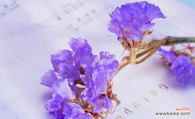 揭开花朵背后的辛辣言辞 探秘花语中的骂人之花