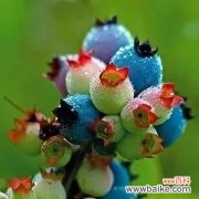 唤起梦境的美丽与神秘 梦境之花——郁金香的花语