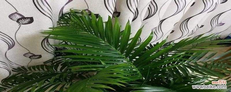 用凤尾竹布置家居 凤尾竹的风水寓意与摆放位置