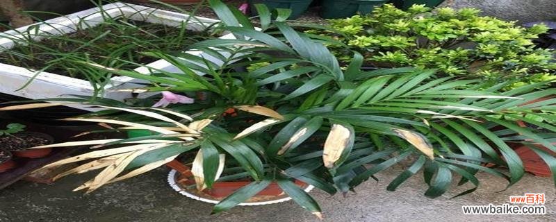 用凤尾竹布置家居 凤尾竹的风水寓意与摆放位置