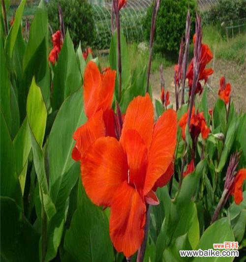 揭示凤尾花的秘密 凤尾花的象征意义