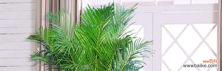 探索凤尾竹的吉祥象征与风水禁忌 凤尾竹的寓意与风水摆放